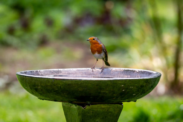 Stone for the garden, a beautiful cast stone bird bath